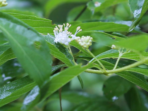 Callicarpa dichotoma f. albifructa