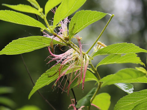 Callicarpa dichotoma f. albifructa