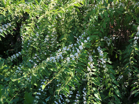 Callicarpa dichotoma f. albifructa