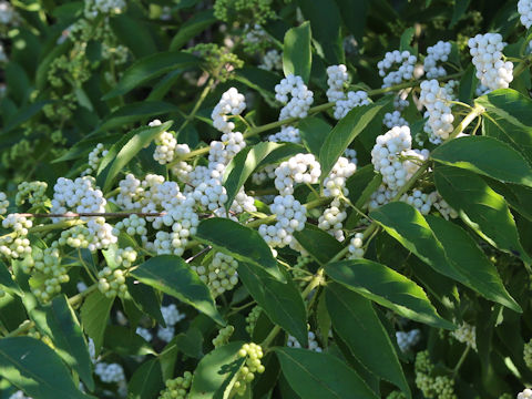 Callicarpa dichotoma f. albifructa