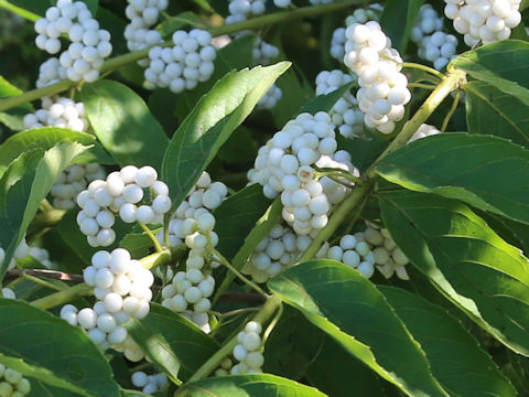 Callicarpa dichotoma f. albifructa