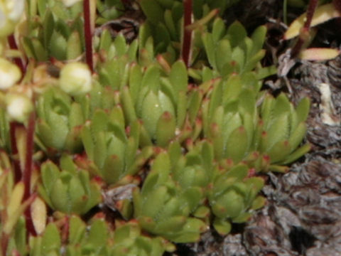 Saxifraga cherlerioides var. rebunshirensis