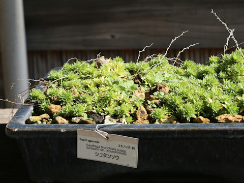 Saxifraga cherlerioides var. rebunshirensis