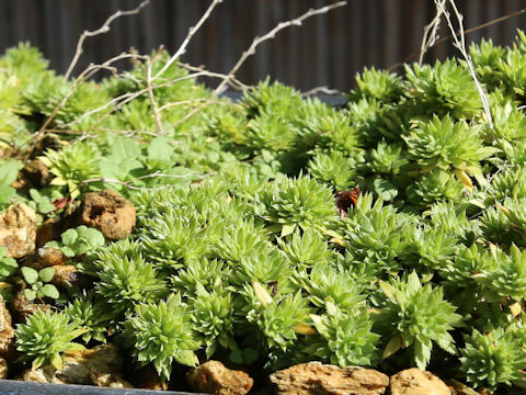 Saxifraga cherlerioides var. rebunshirensis