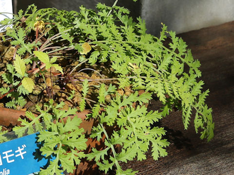 Artemisia tanacetifolia