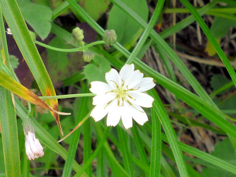 Ixeris dentata ssp. kimurana f. albescens