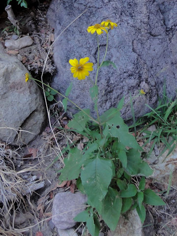 Silphium asteriscus