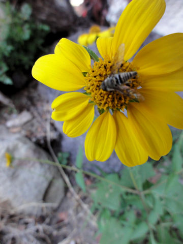 Silphium asteriscus