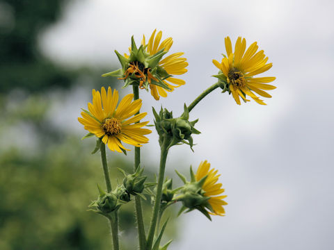 Silphium asteriscus