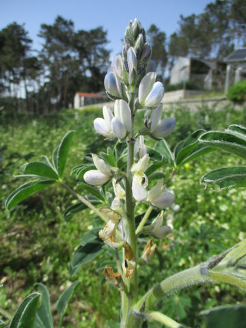 Lupinus albus