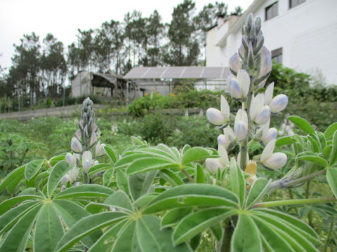 Lupinus albus