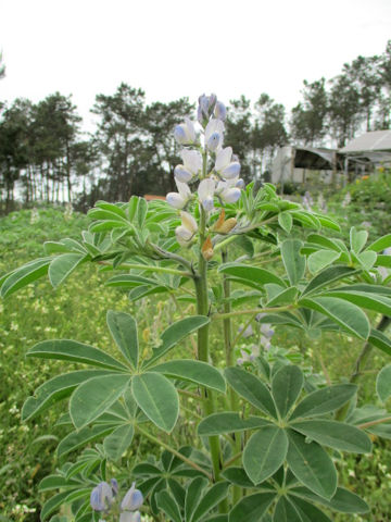 Lupinus albus