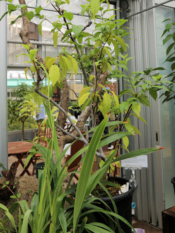 Maesa perlaria var. formosana