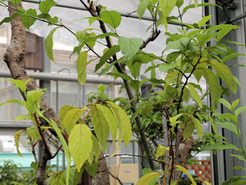 Maesa perlaria var. formosana