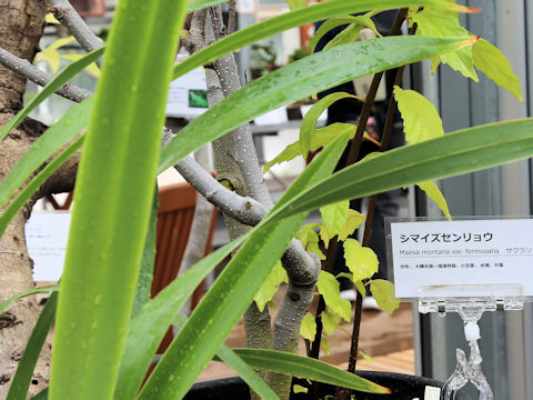 Maesa perlaria var. formosana