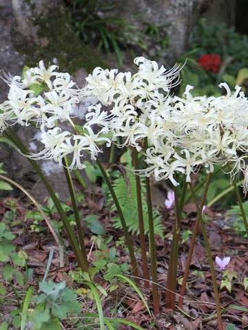 Lycoris x albiflora