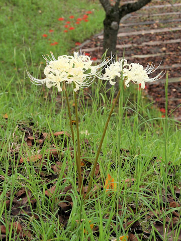 Lycoris x albiflora