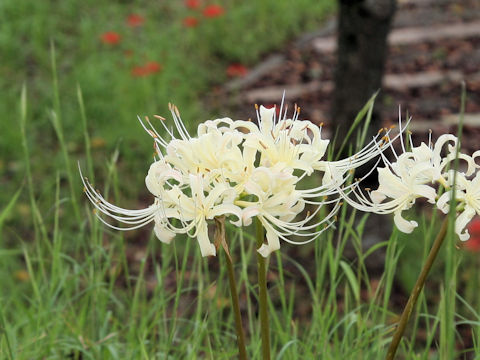 Lycoris x albiflora