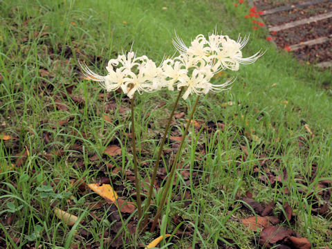 Lycoris x albiflora