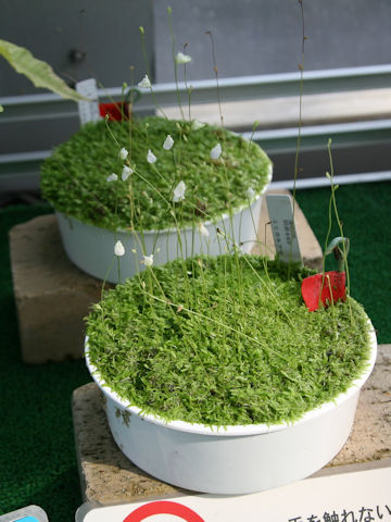 Utricularia uliginosa f. albida