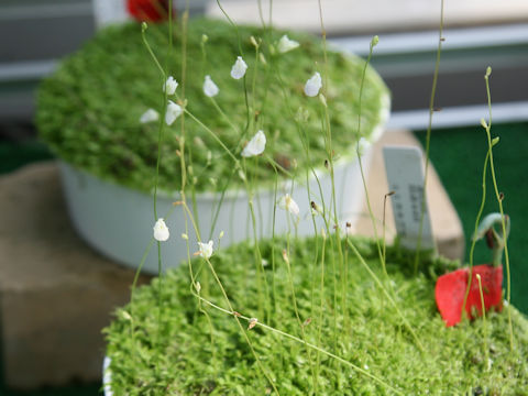 Utricularia uliginosa f. albida