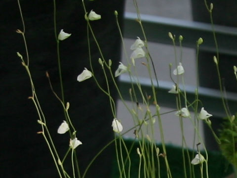 Utricularia uliginosa f. albida