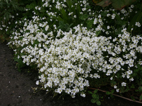 Cerastium tomemtosum