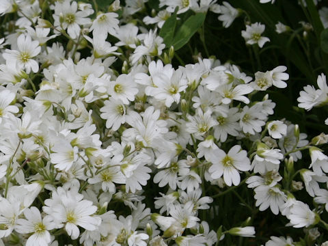 Cerastium tomemtosum