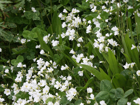Cerastium tomemtosum