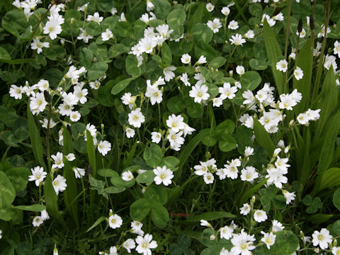 Cerastium tomemtosum