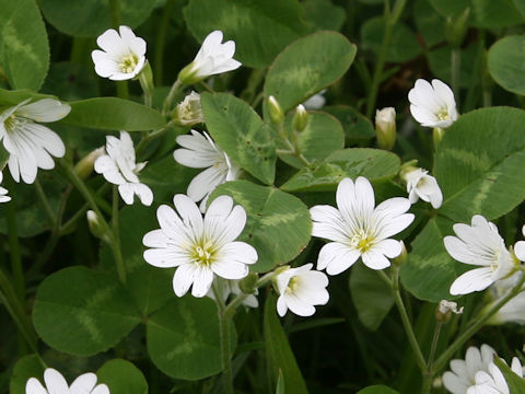 Cerastium tomemtosum
