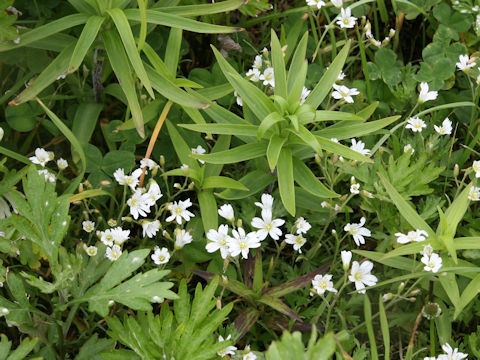 Cerastium tomemtosum