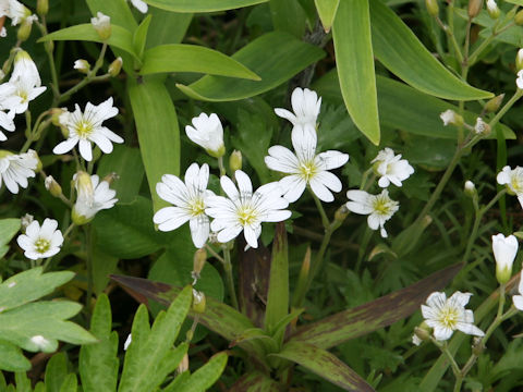 Cerastium tomemtosum