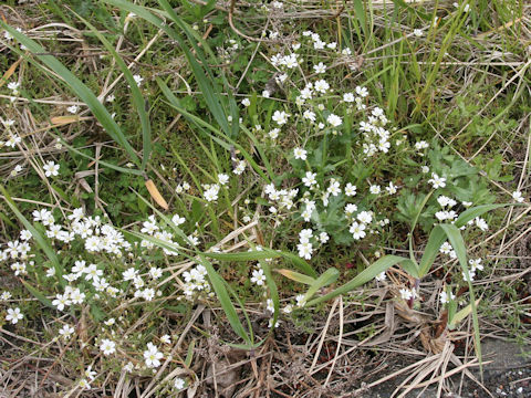 Cerastium tomemtosum