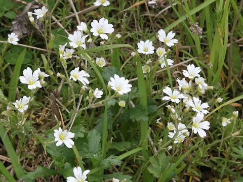 Cerastium tomemtosum