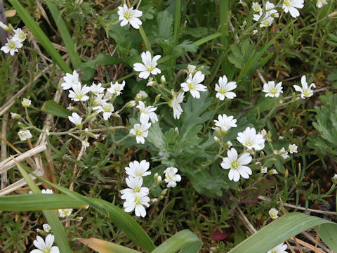 Cerastium tomemtosum