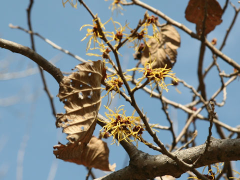 Hamamelis mollis