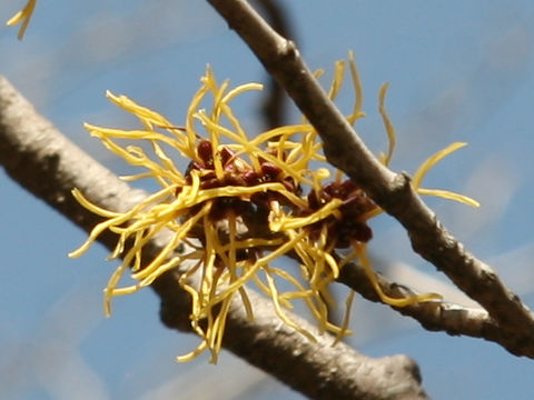 Hamamelis mollis