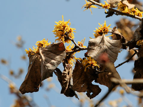 Hamamelis mollis