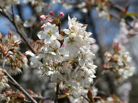 Prunus pseudocerasus