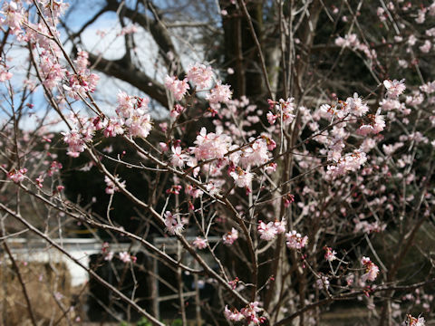 Prunus pseudocerasus