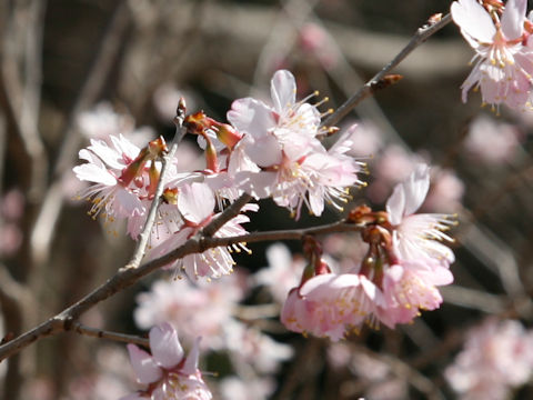 Prunus pseudocerasus