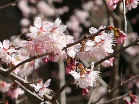 Prunus pseudocerasus