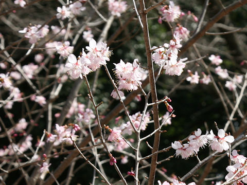 Prunus pseudocerasus