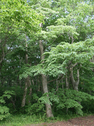 Tilia japonica