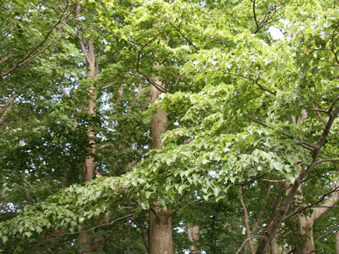 Tilia japonica