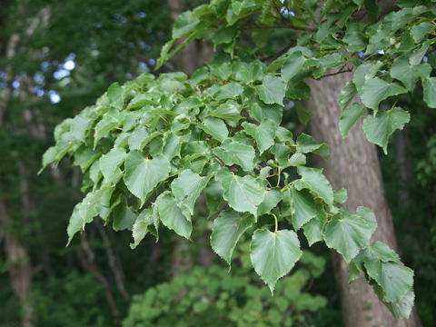 Tilia japonica