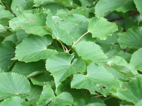 Tilia japonica