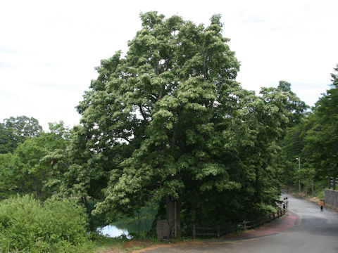 Tilia japonica