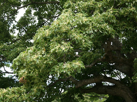 Tilia japonica